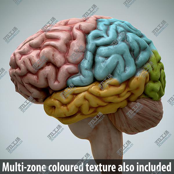 images/goods_img/202104092/Human Brain 2.0 - Anatomy/5.jpg